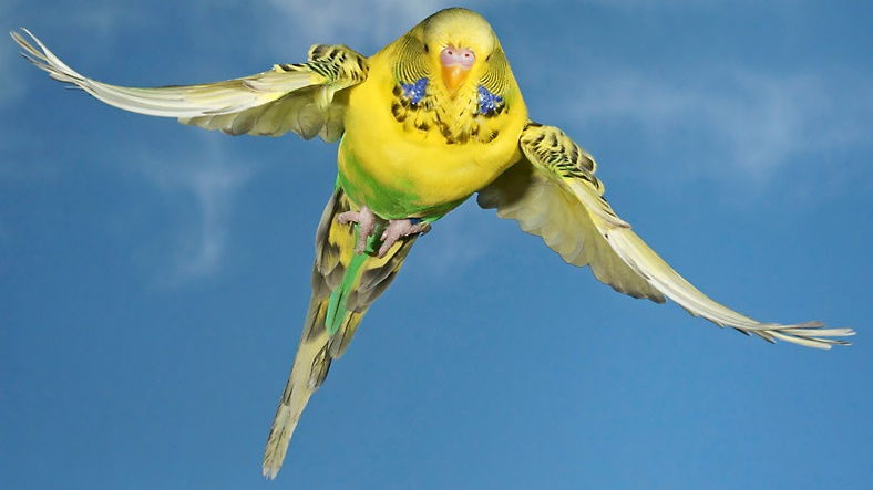 Kuşlar Havada Uçarken Neden Birbirleriyle Çarpışmıyorlar ? Kuşlar Havada Uçarken Neden Birbirleriyle Çarpışmıyorlar ?