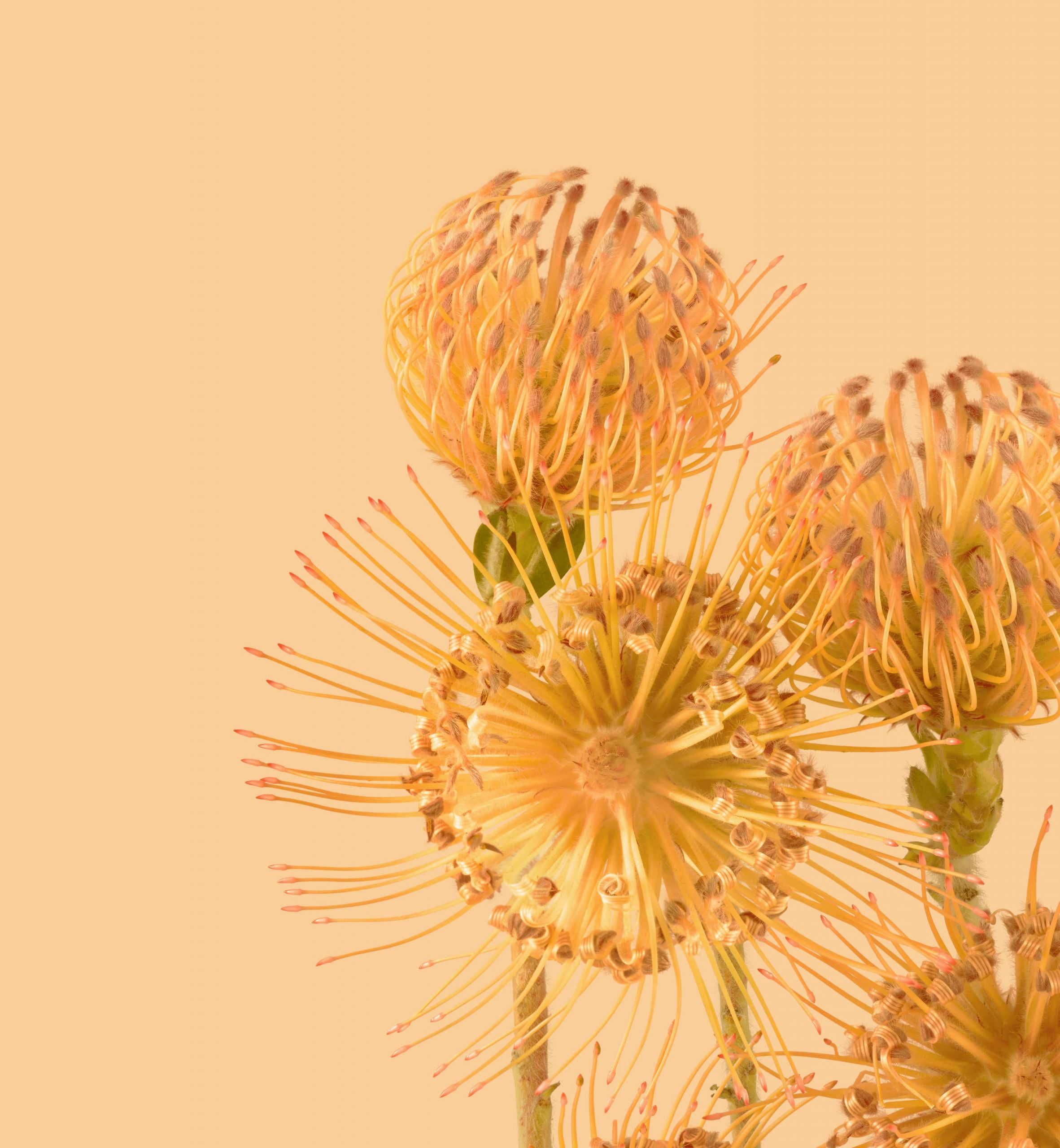 Google Pixel 6 Pro Duvar Kağıtları (Google Pixel 6 Pro Wallpaper) Google Pixel 6 Pro Duvar Kağıtları (Google Pixel 6 Pro Wallpaper)