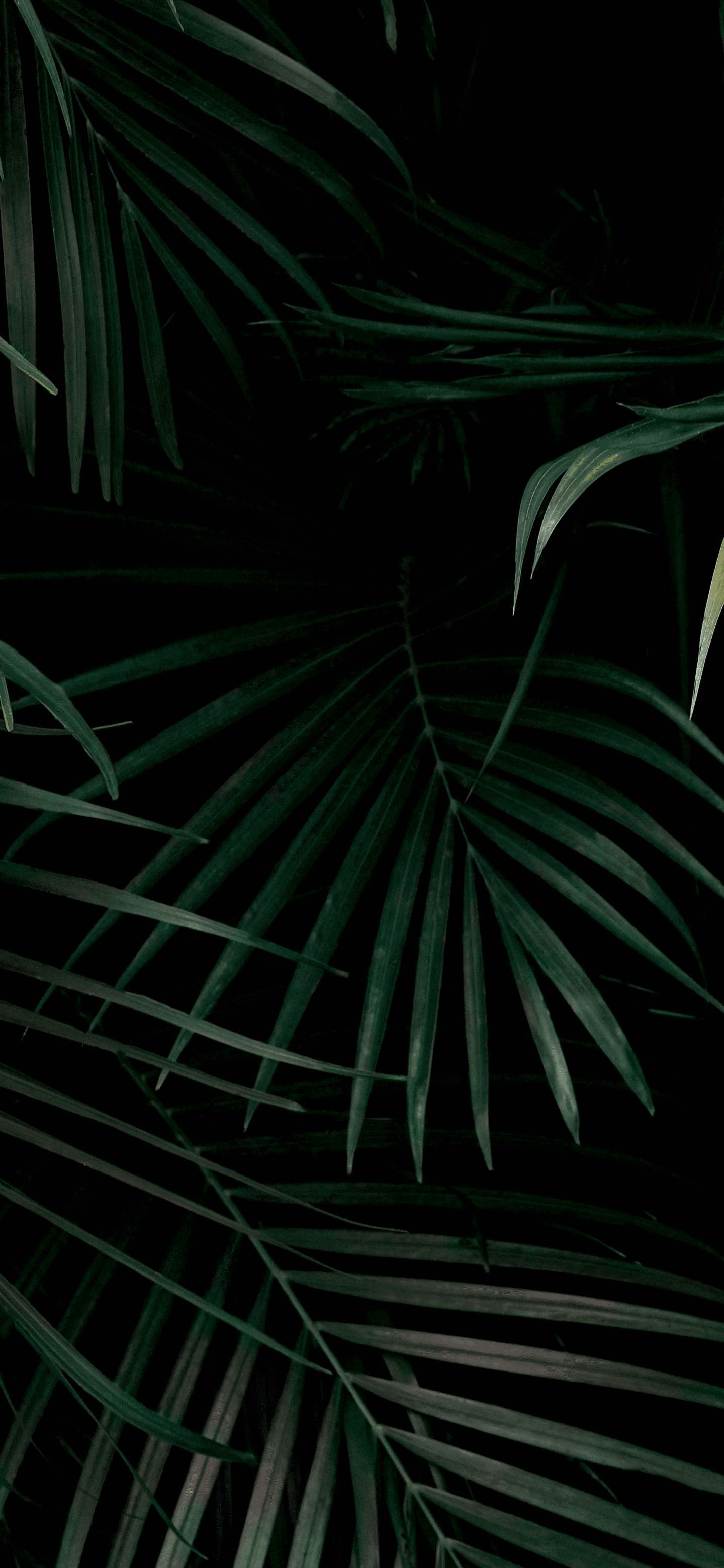 Google Pixel 6 Pro Duvar Kağıtları (Google Pixel 6 Pro Wallpaper) Google Pixel 6 Pro Duvar Kağıtları (Google Pixel 6 Pro Wallpaper)